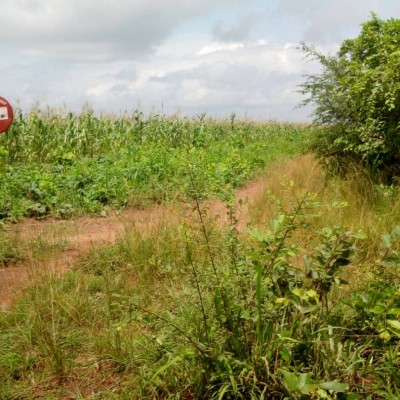 27 hectares de terres agricoles à Zè Ahozonnoudé